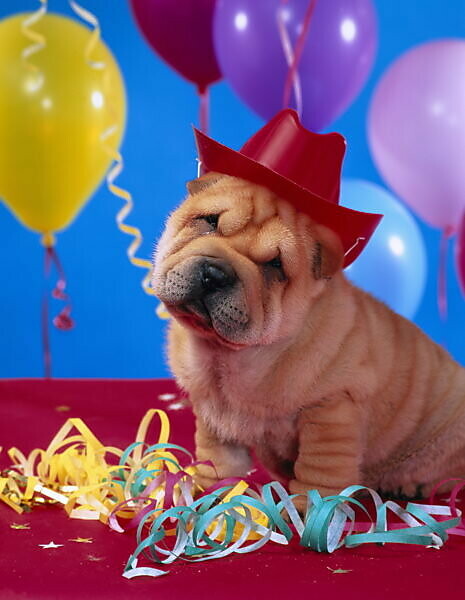 Wrinkle hut sale shar pei